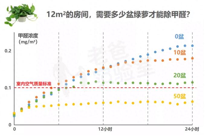 公司用綠蘿除甲醛，到底靠不靠譜？